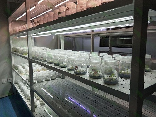 兴平植物组织培养实验室设计建设方案